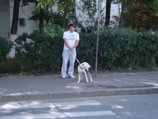 Câine de luptă, scos la plimbare fără botniţă, pe străzile Constanţei